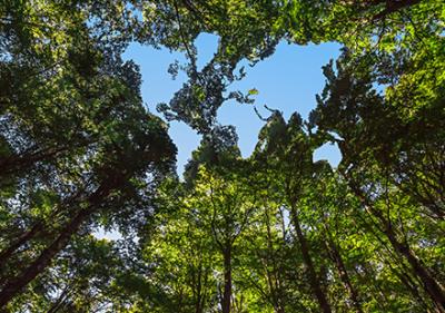 Vorschau des Gutschein-Designs 