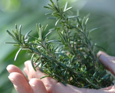 Vorschau des Gutschein-Designs 