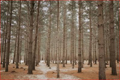 Vorschau des Gutschein-Designs 