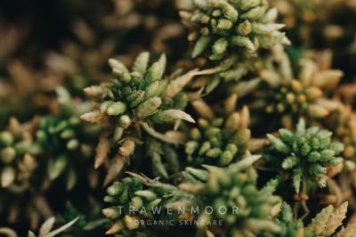 Vorschau des Gutschein-Designs 