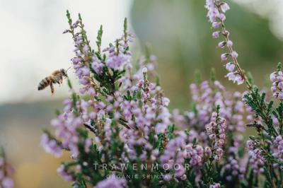 Vorschau des Gutschein-Designs 