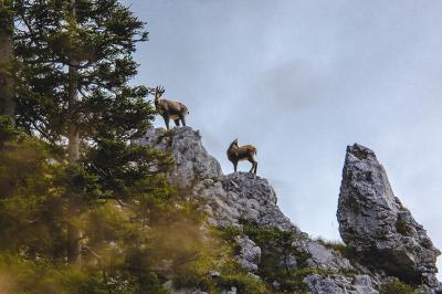 Vorschau des Gutschein-Designs 