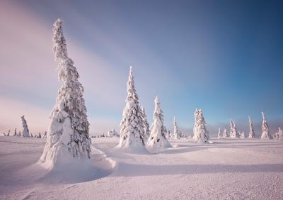 Vorschau des Gutschein-Designs 